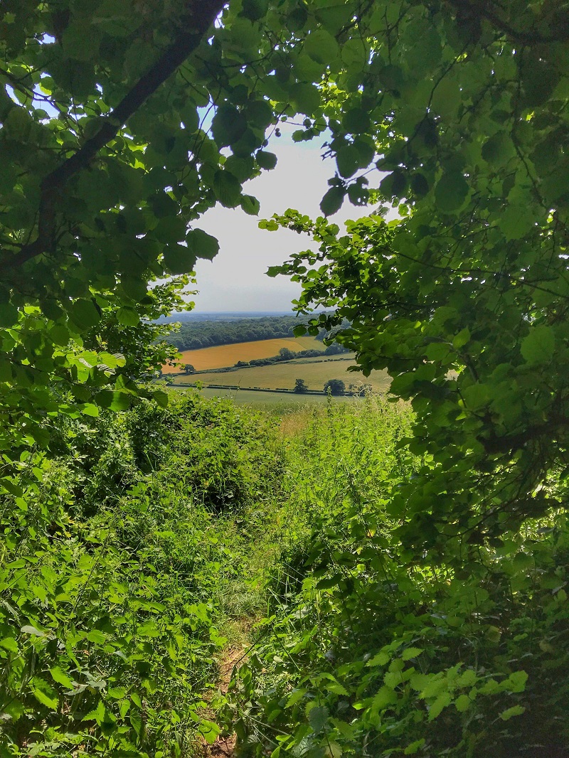 The view back down from the forest